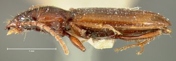 Media type: image;   Entomology 16291 Aspect: habitus lateral view